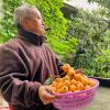 正当夏季暖阳日，恰逢枇杷成熟时